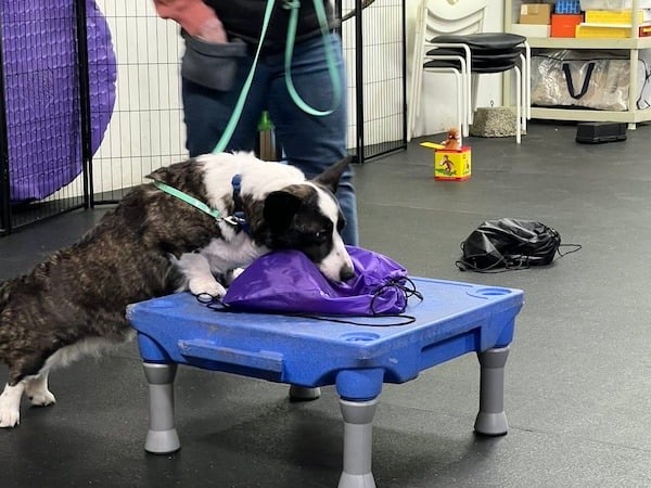 Nose Work: Games and Training Tips for Scent Work Preventive Vet Nose Work: Games and Training Tips for Scent Work Preventive Vet